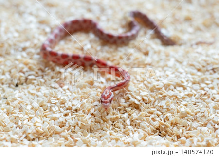 High-angle shot of a newborn Ultramel Corn snake hatchling (Pantherophis guttatus) crawling on wood shavings substrate. High-angle shot of a newborn Ultramel Corn snake hatchling (Pantherophis guttatus) crawling on wood shavings substrate. 140574120