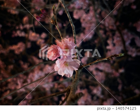 暗闇の中の桜 140574125
