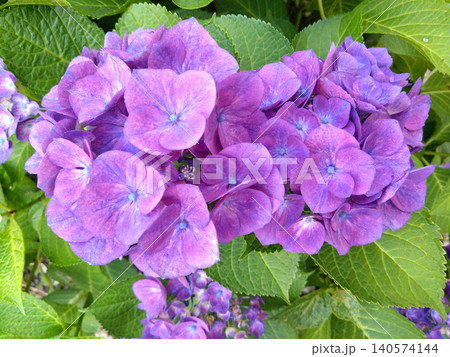 瑞々しい紫陽花の花房が彩る梅雨の庭 瑞々しい紫陽花の花房が彩る梅雨の庭 140574144