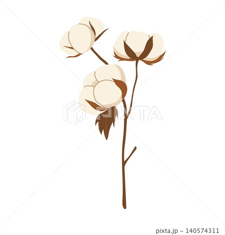 Fluffy white cotton branches with bolls and buds isolated vector illustration Fluffy white cotton branches with bolls and buds isolated vector illustration 140574311