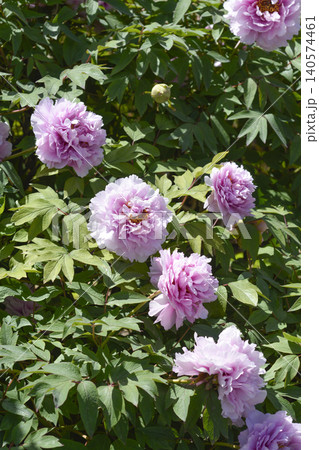 Pink tree peony blossoms in a sunny garden 140574461