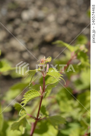 Green False Nettle Plant Growing on Soil Background Green False Nettle Plant Growing on Soil Background 140574468