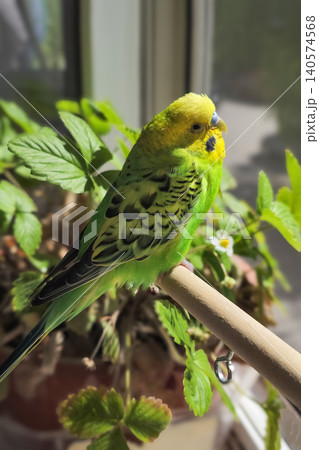 Close up budgie takes a sun bath on the windowsill. Vertical view. 140574568