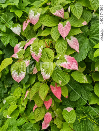 Actinidia kolomikta, commonly known as the variegated kiwi vine Actinidia kolomikta, commonly known as the variegated kiwi vine 140574569