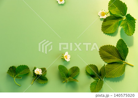 Botanical strawberry blossoms with green leaves and copy space 140575020