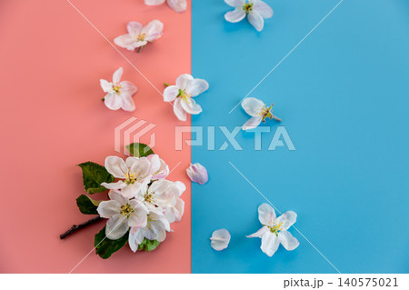 apple blossom flowers on blue and pink pastel background with copy space 140575021