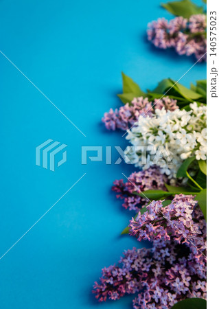 spring lilac branches arranged on blue backdrop spring lilac branches arranged on blue backdrop 140575023