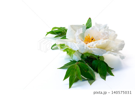 Beautiful white peony flower with botanical green foliage Beautiful white peony flower with botanical green foliage 140575031