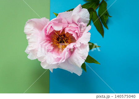 Blooming pastel pink peony on colorful blue and green background Blooming pastel pink peony on colorful blue and green background 140575040