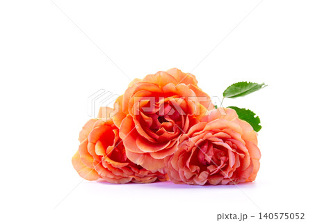 coral roses composition isolated on white background 140575052