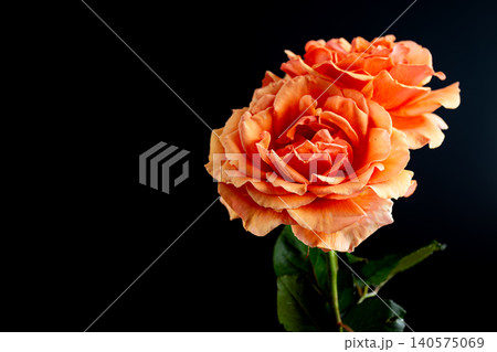 Elegant peach orange rose flower with dark background 140575069