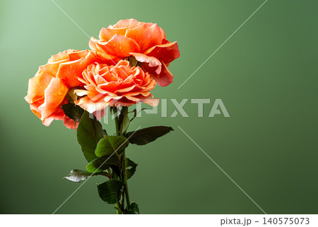 Decorative arrangement of peach orange roses on green surface 140575073