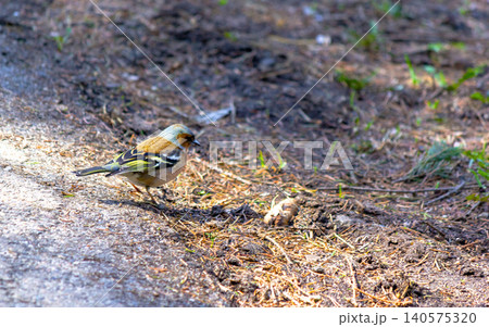 A finch bird in search of food in the summer in the park A finch bird in search of food in the summer in the park 140575320