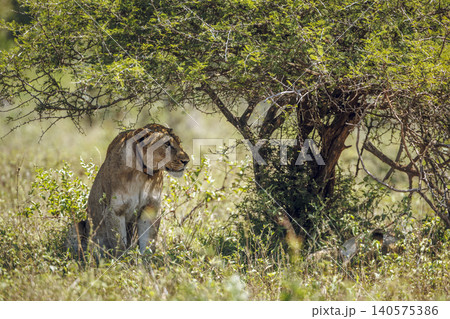 African lion in Greater Kruger National park, South Africa African lion in Greater Kruger National park, South Africa 140575386