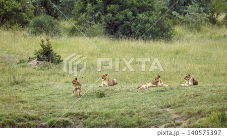 African lion in Greater Kruger National park, South Africa 140575397