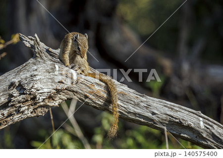 Smith bush squirrel in Greater Kruger National park, South Africa Smith bush squirrel in Greater Kruger National park, South Africa 140575400