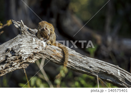 Smith bush squirrel in Greater Kruger National park, South Africa Smith bush squirrel in Greater Kruger National park, South Africa 140575401