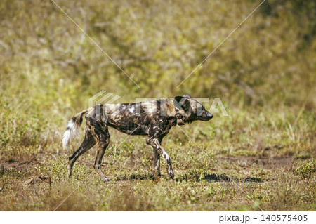 African wild dog in Greater Kruger National park, South Africa African wild dog in Greater Kruger National park, South Africa 140575405