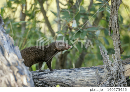 Common dwarf mongoose in Greater Kruger National park, South Africa Common dwarf mongoose in Greater Kruger National park, South Africa 140575426