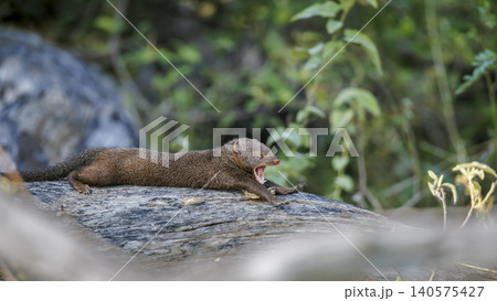 Common dwarf mongoose in Greater Kruger National park, South Africa Common dwarf mongoose in Greater Kruger National park, South Africa 140575427