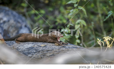 Common dwarf mongoose in Greater Kruger National park, South Africa Common dwarf mongoose in Greater Kruger National park, South Africa 140575428