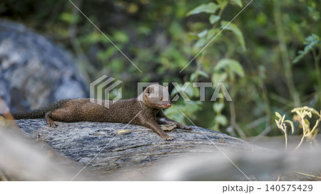 Common dwarf mongoose in Greater Kruger National park, South Africa Common dwarf mongoose in Greater Kruger National park, South Africa 140575429