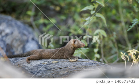 Common dwarf mongoose in Greater Kruger National park, South Africa 140575432