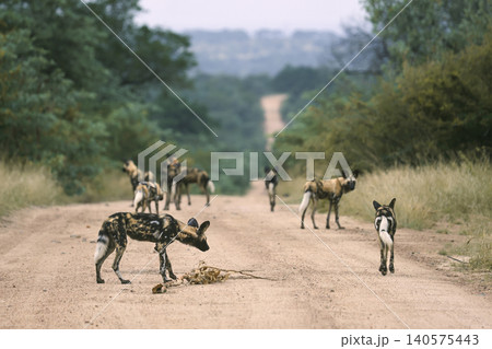 African wild dog in Greater Kruger National park, South Africa African wild dog in Greater Kruger National park, South Africa 140575443