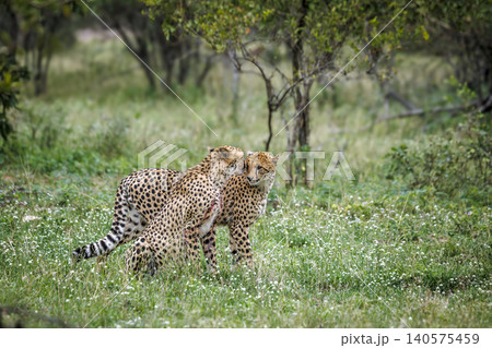 Cheetah in Greater Kruger national park, South Africa Cheetah in Greater Kruger national park, South Africa 140575459