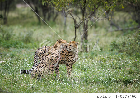 Cheetah in Greater Kruger national park, South Africa Cheetah in Greater Kruger national park, South Africa 140575460