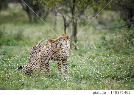 Cheetah in Greater Kruger national  park, South Africa 140575462