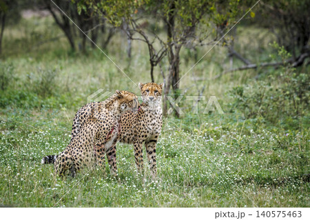Cheetah in Greater Kruger national park, South Africa Cheetah in Greater Kruger national park, South Africa 140575463