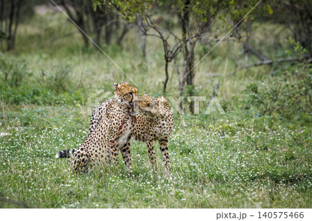 Cheetah in Greater Kruger national park, South Africa Cheetah in Greater Kruger national park, South Africa 140575466