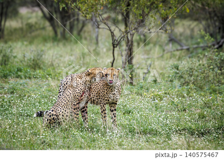 Cheetah in Greater Kruger national park, South Africa Cheetah in Greater Kruger national park, South Africa 140575467