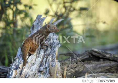 Common dwarf mongoose in Greater Kruger National park, South Africa Common dwarf mongoose in Greater Kruger National park, South Africa 140575469