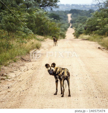 African wild dog in Greater Kruger National park, South Africa 140575474