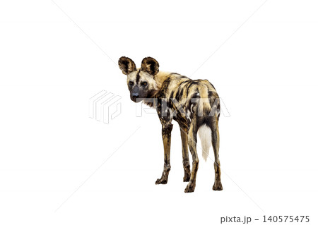 African wild dog in Greater Kruger National park, South Africa 140575475