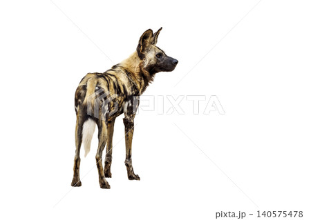 African wild dog in Greater Kruger National park, South Africa African wild dog in Greater Kruger National park, South Africa 140575478