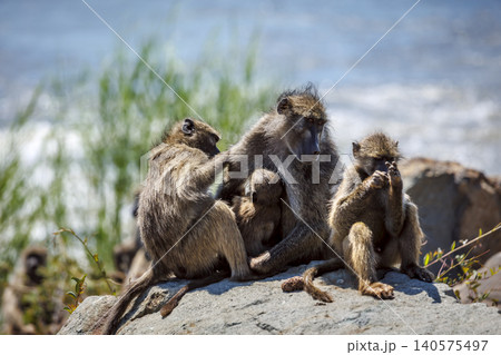 Chacma baboon in greater Kruger National park, South Africa Chacma baboon in greater Kruger National park, South Africa 140575497