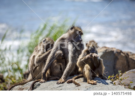 Chacma baboon in greater Kruger National park, South Africa Chacma baboon in greater Kruger National park, South Africa 140575498
