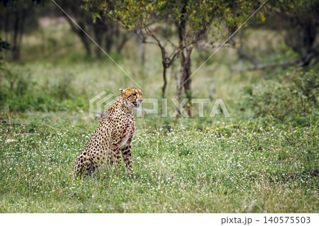 Cheetah in Greater Kruger national park, South Africa Cheetah in Greater Kruger national park, South Africa 140575503