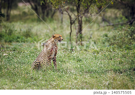 Cheetah in Greater Kruger national park, South Africa Cheetah in Greater Kruger national park, South Africa 140575505