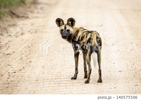 African wild dog in Greater Kruger National park, South Africa African wild dog in Greater Kruger National park, South Africa 140575506