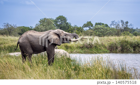 African bush elephant in Greater Kruger National park, South Africa 140575518