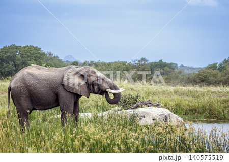 African bush elephant in Greater Kruger National park, South Africa African bush elephant in Greater Kruger National park, South Africa 140575519