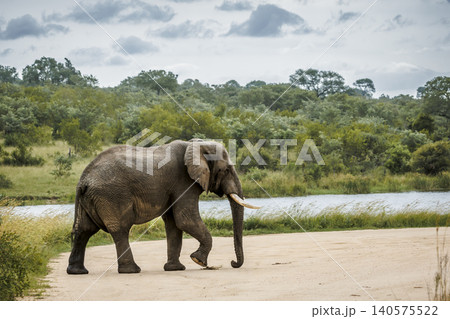 African bush elephant in Greater Kruger National park, South Africa African bush elephant in Greater Kruger National park, South Africa 140575522