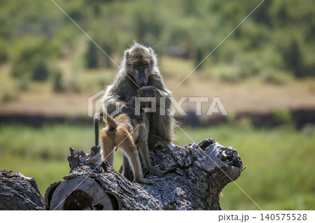 Chacma baboon in greater Kruger National park, South Africa Chacma baboon in greater Kruger National park, South Africa 140575528