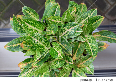 Top View of Aglaonema Plant with Green and Yellow Variegated Leaves in a Pot for Home Decor and Gardening Concept 140575756
