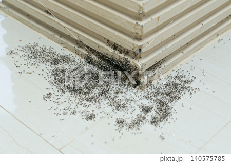 Massive Ant Infestation on Floor and Wall Corner for Pest Control and Household Hygiene Concept Massive Ant Infestation on Floor and Wall Corner for Pest Control and Household Hygiene Concept 140575785