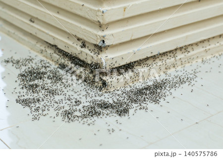 Massive Ant Infestation on Floor and Wall Corner for Pest Control and Household Hygiene Concept Massive Ant Infestation on Floor and Wall Corner for Pest Control and Household Hygiene Concept 140575786